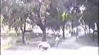 Wild, the video
