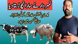 Cow Farming or Buffalo Farming || Dairy Farming in Pakistan || Dairy Farm || Best Comparison