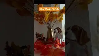 Unsere Herbst Deko wurde ausgepackt | Cinna's Diary
