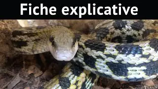 PR&Eacute;SENTATION DE L'ESP&Egrave;CE : Orthriophis Taeniura Friesei