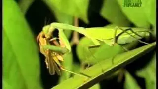 Killer Clips- Praying Mantis Crunches On Cricket