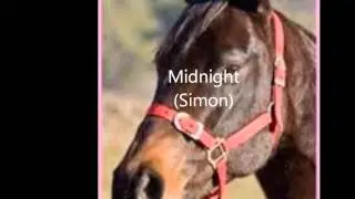 Les chevaux de Grand Galop n°2