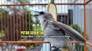 TRUCUKAN GACOR TARUNG ROPEL PANJANG Pancingan trucukan Agar Bunyi Jadikan Burung Trucuk Gacor Nyaut