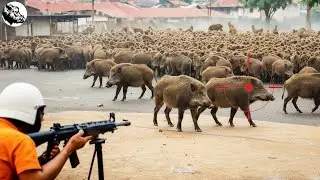How Hunters Fight 1.6 Million Wild Boars Using Powerful Machine Guns | Wild Boar Hunting