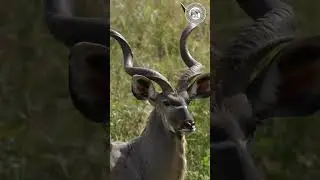 Kudu