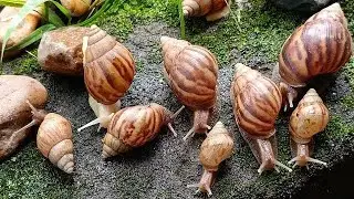 The Social Secret: Unraveling the Incredible Snail Colony Behavior #SnailBehavior #SocialSnail
