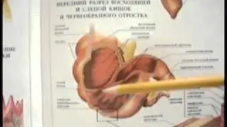 Живая Еда 2 Микрофлора..FLV