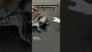 my sick turtle NARAYAN getting steam treatment #spa