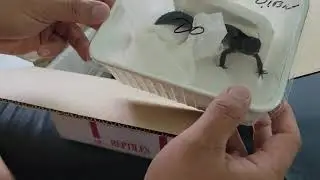 Black Night Leopard Gecko Unboxing