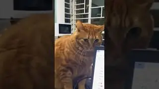 Приколы ржач 🤣