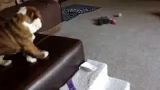 Baby bulldog Bobo learning to play fetch.