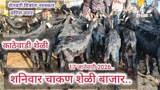 शनिवार चाकण शेळी बाजार..17 जानेवारी 2026.. Sheli bazar.. Chakan..
