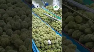 Who will be China&rsquo;s durian king when the market expands? Do Vietnam, Philippines have a shot