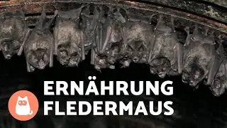 Was fressen Flederm&auml;use? Einteilung der Fledermaus nach ihrer Ern&auml;hrung