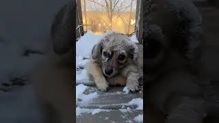 From the Frost to the Fields: The Miraculous Resilience of LittleFoot