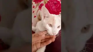 Mano billi😍 for cats🐱lover's❤#plzsubscribemychannel #naughtycat#funnycats#innocentcat#pk ❤😍#babygril