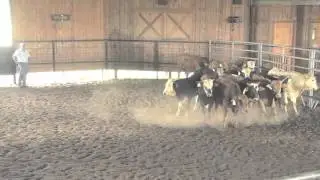 Chute Gate Training 101