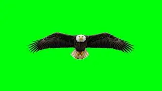 Eagle Green Screen