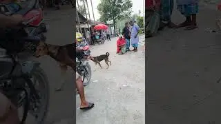 mogbul bazar dog 🐕&zwj;🦺funny  🤣 #comedy #prank #indonesia #viralshorts