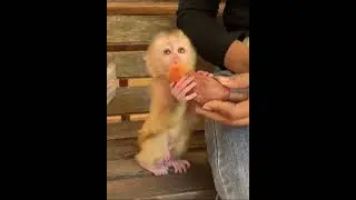 Monkey is sad story 😭😭