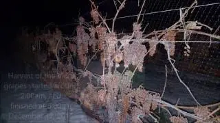 The Ice House Winery | Icewine Harvest 2016 | Wineries Niagara