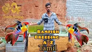 Ram fish breeding A~Z Tamil #aquarium #trending #viral 