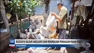 BUDIDAYA KALKUN HASILKAN CUAN MINIMALKAN PEMAKAIAN PAKAN PABRIK