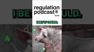Как садятся буйволиные свиньи?