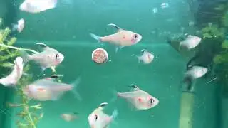 Bleeding Heart Tetra (Hyphessobrycon erythrostigma) at Riverpark Aquatics