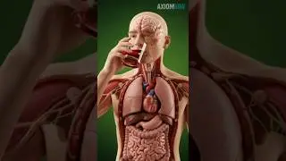 Внутри ожога: как ром разрушает слизистую оболочку желудка 💀 #3DAnatomy #biology #shortsfeed
