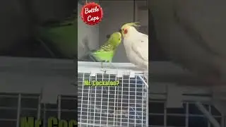 Bad Bird