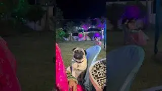 #simba #love #cute #sparklingeyes #faith #puglife #god #believe #worship #humanity