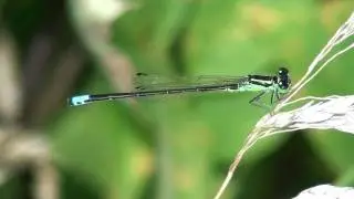 Eastern Forktail (Coenagrionidae: Ischnura verticalis) Male Resting
