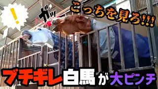 誰にでもガチギレをし…ケンカを売る最強の女王白馬が、とある引退競走馬に逆襲されてしまったようです【  ツルマルボーイ様のシモベ 】