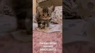 persian kitten top quality.   #persiancat #cat #viral #elvishyadav #gurgaon #noida #delhi #noida