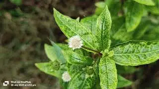 Mahabhrigraj flower,    #bhringrajflower, #flowerslovers , #flowerlove , #flower , #whiteflower ,