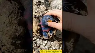 Nature&rsquo;s Hidden Gem: The Midnight Berry Cat? 🐾 #animals #shorts
