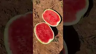 Арбуз Конго 🍉🔪💪🏻 +7(912)847-52-01 WA/TG