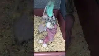 Bird giving birth #shorts