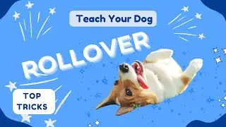 Teach rollover, trick for dogs and puppies