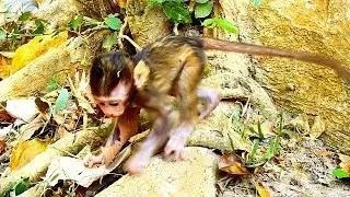 FUNNY BABY MONKEY || BABY BARON LEARN TO WALK WITHOUT MUM BRIANNA || HE WALK ONE BY ONE