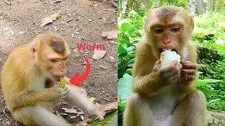Ohgod! Monkey Rojo eat worm and then he eats rice more