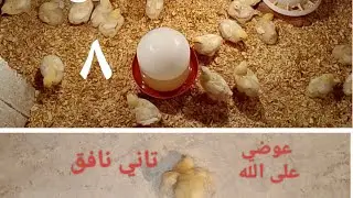عمر الكتاكيت البيضه ٨ ايام # تاني نافق للكتاكيت # حاجتين آسسيين علي المياه # زياده الفرشه بالنشاره 