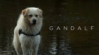 Gandalf 4k | Blackmagic Pocket Cinema Camera 4k 60fps (RAW 4:1)