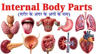 20 शरीर के अंदर अंगों के नाम | Internal Body Parts Names For kids | Human Body Inside Parts 