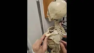 Scapula bone and it's bone markings #anatomy
