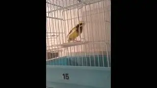 Russian canary kuwait