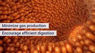 Bloat Relief | Life Extension
