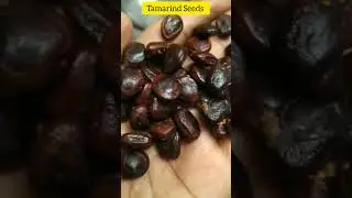 Tamarind Seeds powder Testing -  Happymixx Mixergrinder #tamarindseeds #tamarind 