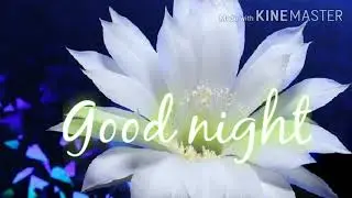 Good night images photos pics pictures hd wallpaper and videos for social sharing.